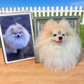 Handmade Wool Felt Pet Portrait | Custom Dog & Cat Memorial Frame